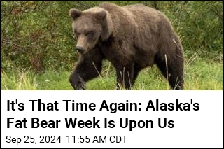 It&#39;s That Time Again: Alaska&#39;s Fat Bear Week Returns