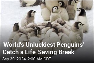 &#39;World&#39;s Unluckiest Penguins&#39; Catch a Break