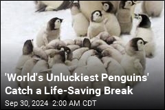 'World's Unluckiest Penguins' Catch a Break