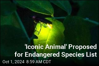 &#39;Iconic Animal&#39; Proposed for Endangered Species List