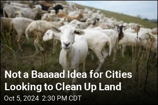 Not a Baaaad Idea for Cities Looking to Clean Up Land