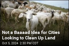 Not a Baaaad Idea for Cities Looking to Clean Up Land