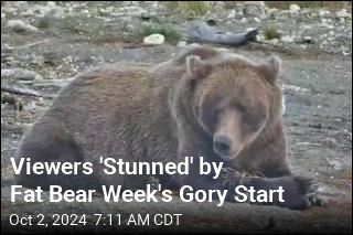 Fat Bear Week Gets Off to a Gruesome Start