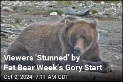 Fat Bear Week Gets Off to a Gruesome Start