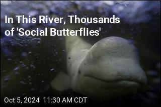 Meet the &#39;Social Butterflies of the Whale World&#39;