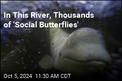 Meet the &#39;Social Butterflies of the Whale World&#39;