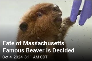 Fate of Massachusetts&#39; Beloved Beaver Is Decided