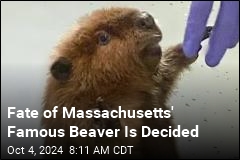 Fate of Massachusetts&#39; Beloved Beaver Is Decided