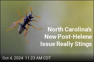 North Carolina&#39;s New Post-Helene Issue Really Stings