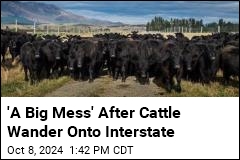 &#39;A Big Mess&#39; After Cattle Wander Onto Interstate