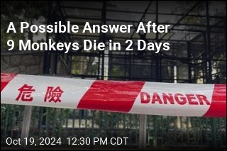 A Possible Answer After 9 Monkeys Die in 2 Days