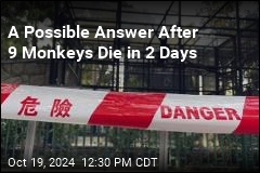 A Possible Answer After 9 Monkeys Die in 2 Days