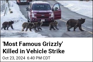 Well-Known Grizzly Killed in Vehicle Strike