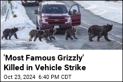 Well-Known Grizzly Killed in Vehicle Strike