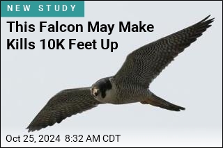 This Falcon May Nab Kills 10K Feet Up