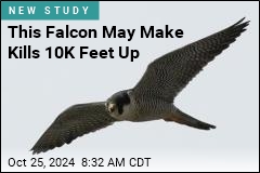 This Falcon May Nab Kills 10K Feet Up