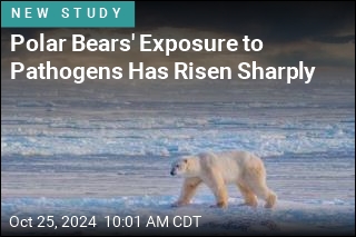 Polar Bears&#39; Exposure to Pathogens Has Risen Sharply