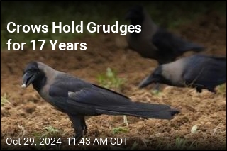 Crows May Hold Grudges for Life