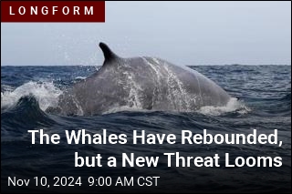 The Whales Have Rebounded, but a New Threat Looms