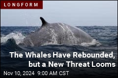 The Whales Have Rebounded, but a New Threat Looms