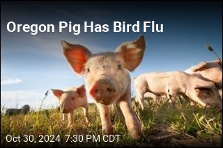 Bird Flu Found in US Pig for the First Time