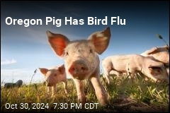 Bird Flu Found in US Pig for the First Time