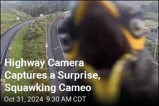 Highway Camera Captures a Surprise, Squawking Cameo