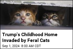 Trump&#39;s Childhood Home Invaded by Feral Cats