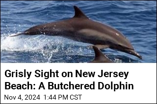 Grisly Sight on New Jersey Beach: A Butchered Dolphin