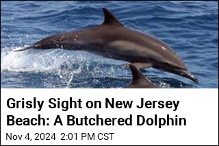 Grisly Sight on New Jersey Beach: A Butchered Dolphin