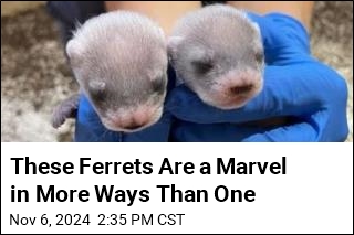 These Ferrets Are a Marvel in More Ways Than One