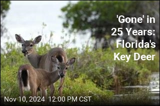 Florida&#39;s Key Deer Will &#39;Be Gone&#39; in 25 Years