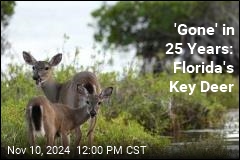 Florida&#39;s Key Deer Will &#39;Be Gone&#39; in 25 Years