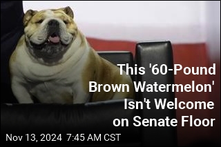 This &#39;60-Pound Brown Watermelon&#39; Isn&#39;t Welcome on Senate Floor