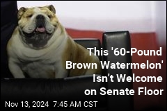 This &#39;60-Pound Brown Watermelon&#39; Isn&#39;t Welcome on Senate Floor