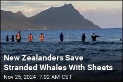 New Zealanders Save More Than 30 Stranded Whales