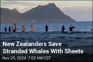 New Zealanders Save More Than 30 Stranded Whales