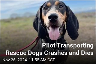 Pilot Crashes, Dies While Transporting Rescue Dogs