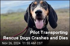 Pilot Crashes, Dies While Transporting Rescue Dogs