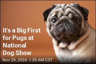 It&#39;s a Big First for Pugs at National Dog Show