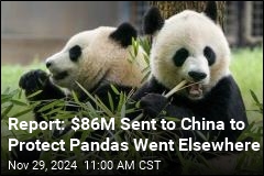 Zoos&#39; Panda Payments to China Come Under Scrutiny