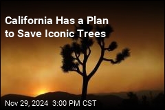 California Has a Plan to Save Joshua Trees