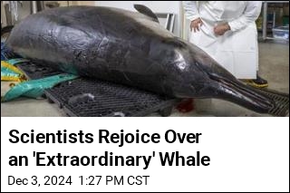 Scientists Rejoice Over an &#39;Extraordinary&#39; Whale