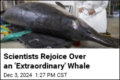 Scientists Rejoice Over an &#39;Extraordinary&#39; Whale