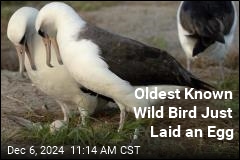 Oldest Known Wild Bird Just Laid an Egg