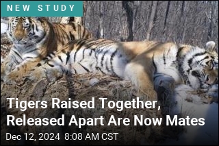 Tigers Raised Together, Released Apart Are Now Mates