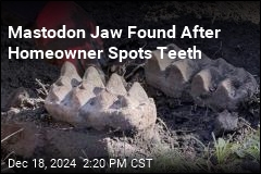 Complete Mastodon Jaw Found in NY Backyard