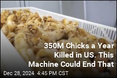 US Egg Industry Kills 350M Chicks a Year. This Machine Could End That