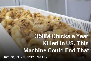 US Egg Industry Kills 350M Chicks a Year. This Machine Could End That