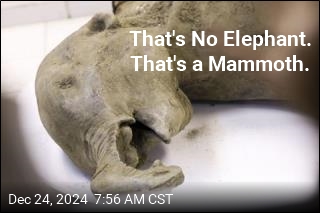 That&#39;s No Elephant. That&#39;s a Mammoth.